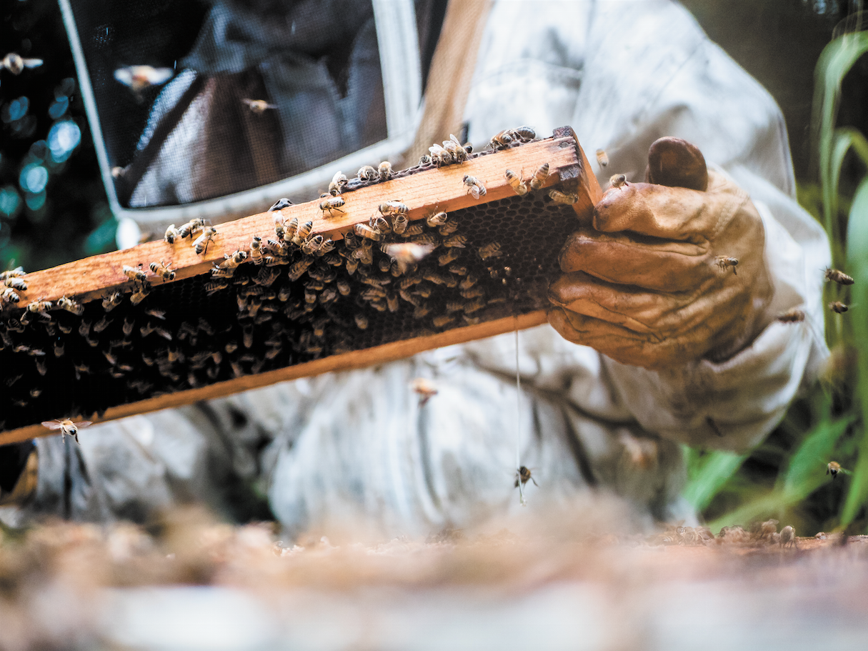 Beekeeping